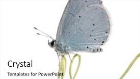  Presentation with holly - Audience pleasing slide deck consisting of view of a holly blue backdrop and a white colored foreground