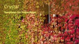  Presentation with ivy - PPT layouts with view of a house facade covered with overgrown ivy plants background and a tawny brown colored foreground