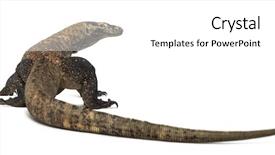  Presentation with dragon - PPT theme having view of a komodo dragon background and a white colored foreground