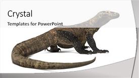  Presentation with dragon - Cool new presentation theme with view of a komodo dragon backdrop and a white colored foreground