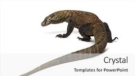  Presentation with rear view mirror - Audience pleasing PPT theme consisting of view of a komodo dragon backdrop and a white colored foreground