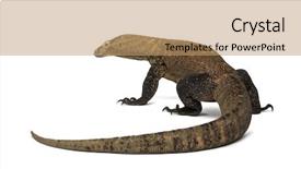  Presentation with dragon - Amazing presentation design having view of a komodo dragon backdrop and a coral colored foreground