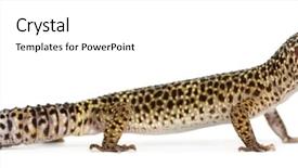  Presentation with healthy workplace full length side view - Theme having view of a leopard gecko background and a  colored foreground