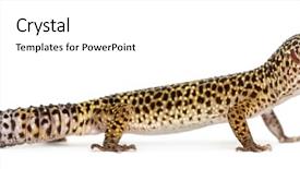  Presentation with healthy workplace full length side view - PPT theme featuring view of a leopard gecko background and a pink colored foreground