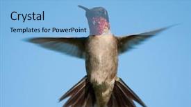  Presentation with plain blue clear sky - Slides having view of a male hummingbird background and a light blue colored foreground