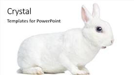  Presentation with rabbit - Slide deck featuring view of a mini rex background and a  colored foreground