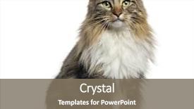  Presentation with cat - Beautiful PPT theme featuring view of a norwegian forest backdrop and a gray colored foreground