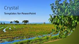  Presentation with paddy field - Slide deck enhanced with field in delta del ebr background and a light blue colored foreground