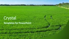  Presentation with paddy field - Beautiful theme featuring view of a paddy field backdrop and a forest green colored foreground