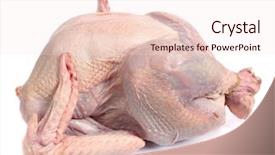  Presentation with turkey - Colorful presentation theme enhanced with view of a raw turkey backdrop and a  colored foreground