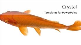  Presentation with koi fish - Beautiful slide set featuring view of a red fish backdrop and a white colored foreground