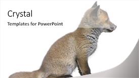  Presentation with fox - Colorful presentation theme enhanced with view of a red fox backdrop and a white colored foreground