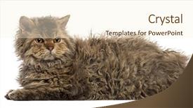  Presentation with healthy workplace full length side view - Beautiful presentation design featuring view of a selkirk rex backdrop and a cream colored foreground