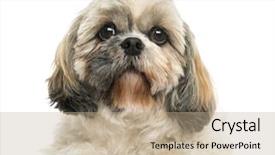  Presentation with view of egret birds - Slide deck featuring view of a shih tzu background and a  colored foreground