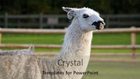  Presentation with lama - 