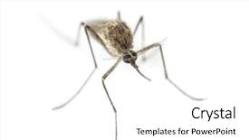  Presentation with mosquito - Slide set consisting of view of a tiger mosquito background and a white colored foreground