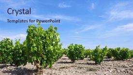  Presentation with vineyard - PPT layouts featuring view of a vineyard fuendejalon zaragoza aragon spain background and a light blue colored foreground