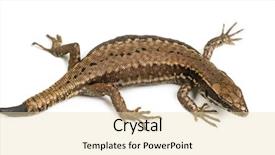  Presentation with lost - Colorful PPT layouts enhanced with view of a wall lizard backdrop and a lemonade colored foreground