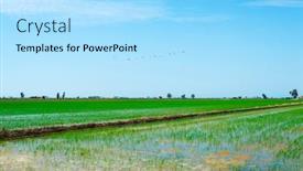  Presentation with paddy field - Presentation theme consisting of view-of-a-waterlogged-paddy background and a arctic colored foreground