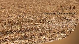  Presentation with grain corn - Slide set featuring view-of-a-yellow-corn background and a coral colored foreground