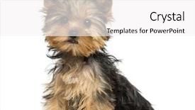  Presentation with puppy - Amazing slide deck having terriers - side view of a yorkshire backdrop and a white colored foreground