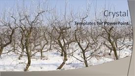  Presentation with orchard - Cool new presentation theme with view of an apple orchard covered in snow backdrop and a light blue colored foreground