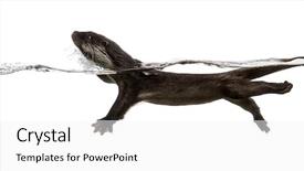  Presentation with swimming - Presentation design with view of an european otter background and a white colored foreground