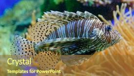  Presentation with fish aquarium - Amazing presentation theme having view of an exotic fish backdrop and a tawny brown colored foreground