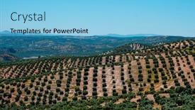  Presentation with olive grove - Presentation theme with view-of-an-olive-grove background and a light blue colored foreground