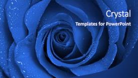  Presentation with blue rose - PPT layouts featuring view of beautiful dark blue background and a ocean colored foreground