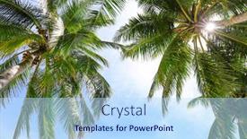  Presentation with tropical - Beautiful slides featuring view of beautiful tropical palms against blue sky backdrop and a sky blue colored foreground