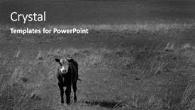  Presentation with green hills - Slides with view-of-cattle background and a dark gray colored foreground