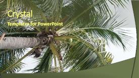  Presentation with coconut palm tree - PPT layouts with view of coconut palm tree background and a tawny brown colored foreground