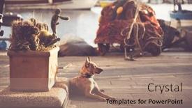  Presentation with port - PPT theme featuring view-of-cute-dog background and a  colored foreground