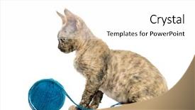  Presentation with healthy workplace full length side view - PPT theme enhanced with view of devon rex cat background and a white colored foreground
