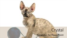  Presentation with cat - Presentation theme featuring view of devon rex cat background and a coral colored foreground