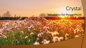 Presentation with thistle - Cool new slides with view of field thistle backdrop and a coral colored foreground