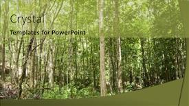  Presentation with forest - Cool new presentation theme with view-of-forest-in-koh backdrop and a yellow colored foreground