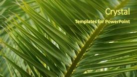  Presentation with water rain drop hanging on a fresh green leaf - Cool new PPT theme with safety - office binder on wooden backdrop and a  colored foreground.