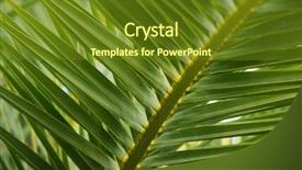 Presentation with palm tree - Presentation having view of fresh green palm background and a tawny brown colored foreground