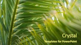  Presentation with palm tree - Audience pleasing presentation theme consisting of view of fresh green palm backdrop and a tawny brown colored foreground