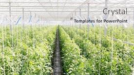  Presentation with plants growing - PPT theme with view-of-fresh-organic-plants background and a light gray colored foreground