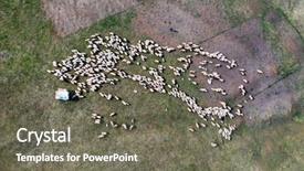  Presentation with sheep flock lambs standing - Colorful presentation enhanced with view of grazing sheep flock backdrop and a gray colored foreground