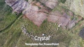  Presentation with grazing - Presentation featuring view of grazing sheep flock background and a gray colored foreground