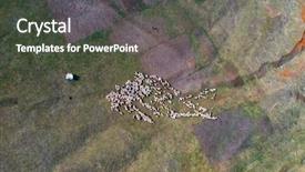  Presentation with grazing - PPT theme enhanced with view of grazing sheep flock background and a dark gray colored foreground