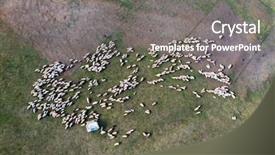  Presentation with grazing - Amazing slide set having view of grazing sheep flock backdrop and a gray colored foreground