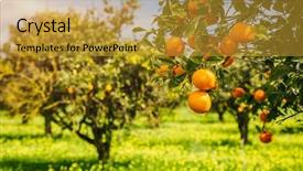  Presentation with green beauty - PPT theme featuring view of green garden farming background and a gold colored foreground