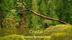  Presentation with old growth - Presentation theme with view of mossy tree trunks in old growth rain forest in vancouver island british columbia canada background and a tawny brown colored foreground