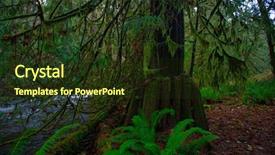  Presentation with old growth - Slide deck consisting of fern stump - view of old growth rain background and a tawny brown colored foreground