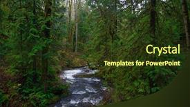  Presentation with old growth - Slides with fern stump - view of old growth rain background and a tawny brown colored foreground